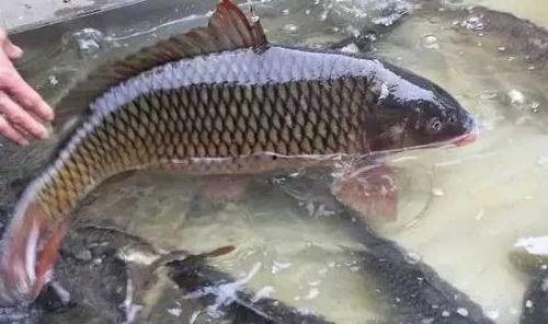 娱乐吃瓜酱养鱼